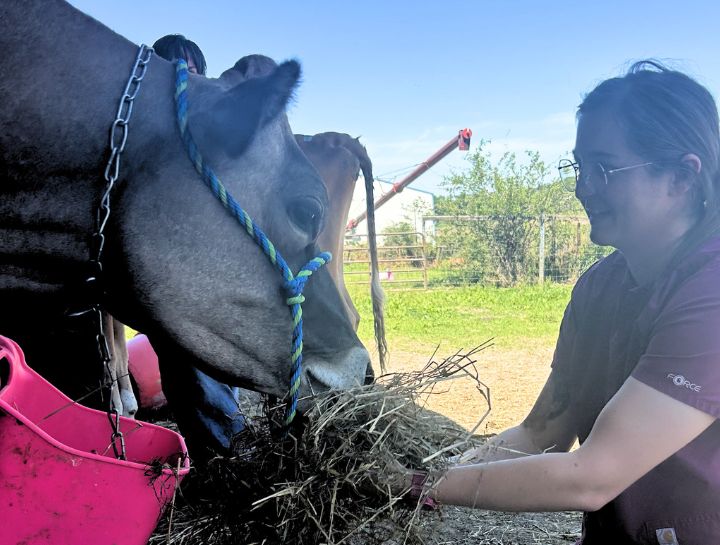 Livestock veterinarian