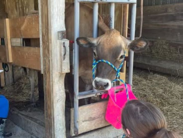 Large Animal Veterinary